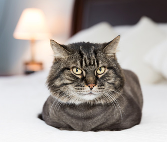 Kedim Neden… Yatağıma İdrar Yapıyor?